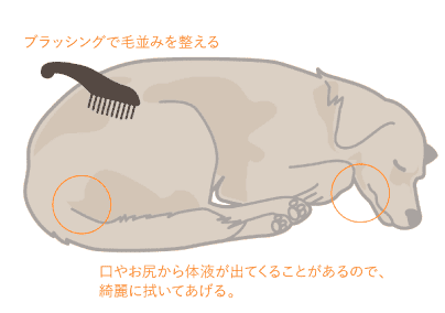 ペットの身体を綺麗にしてあげる