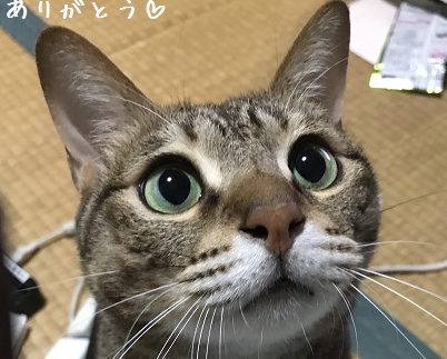 寅吉ちゃん