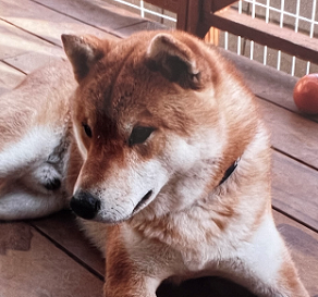 こころみたすペット思い出セレモニーにて葬儀したペットちゃん | ジャックくん