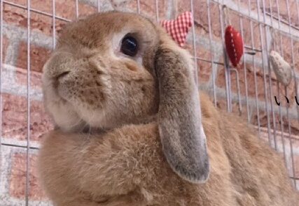 こころみたすペット思い出セレモニーにて葬儀したペットちゃん | ラヴィちゃん