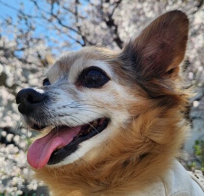 こころみたすペット思い出セレモニーにて葬儀したペットちゃん | なつちゃん