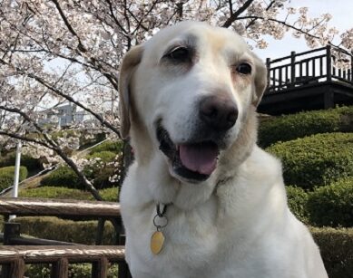 こころみたすペット思い出セレモニーにて葬儀したペットちゃん | さくらちゃん