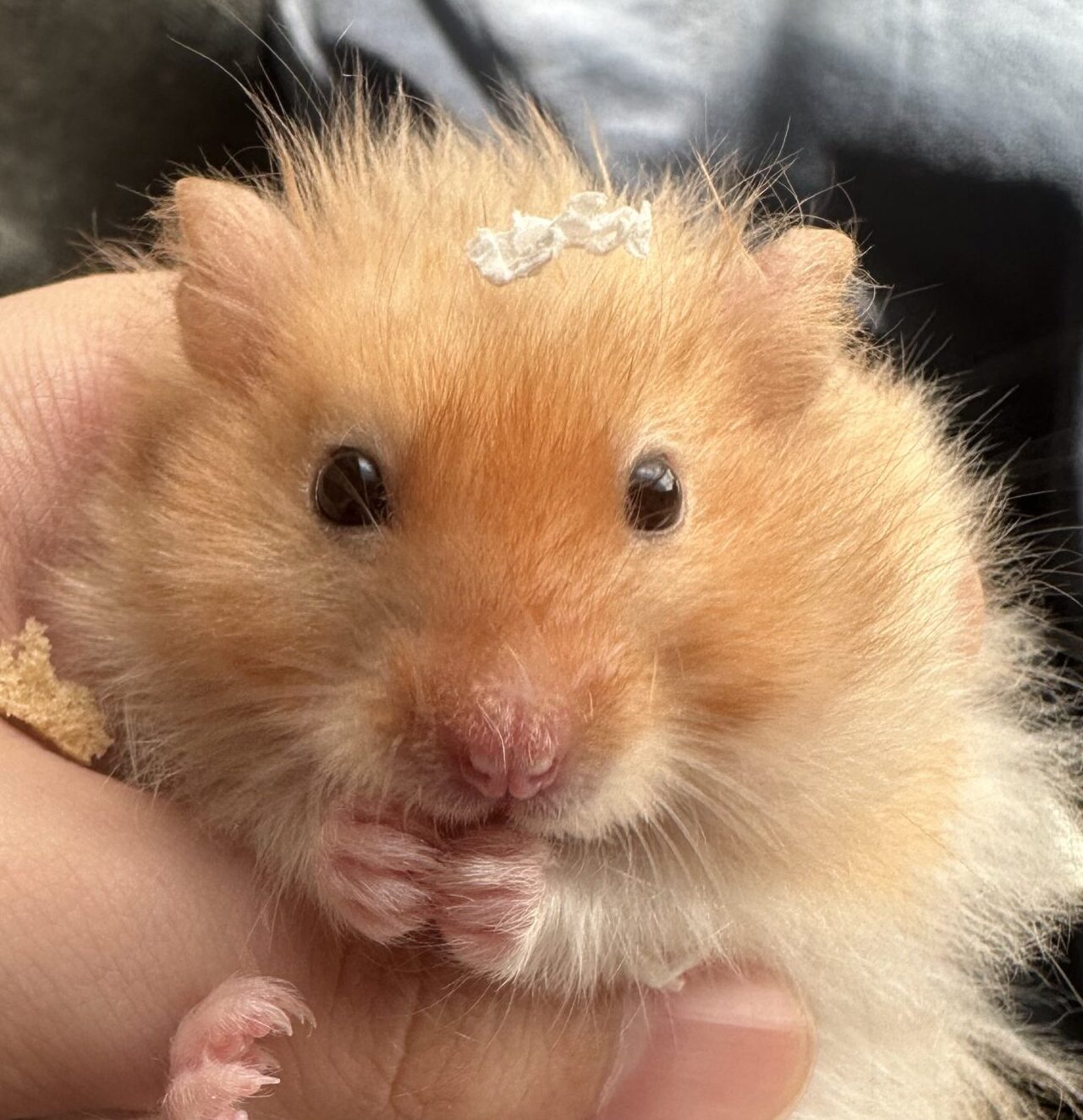 こころみたすペット思い出セレモニーにて葬儀したペットちゃん | もぷたくん