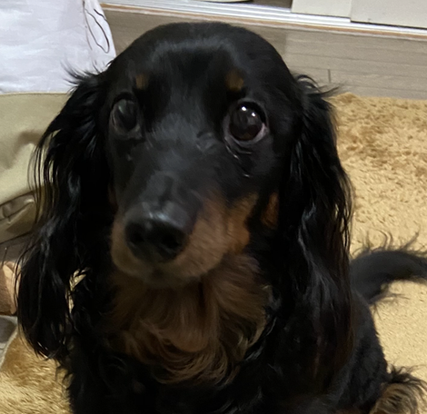 こころみたすペット思い出セレモニーにて葬儀したペットちゃん | ふうたくん