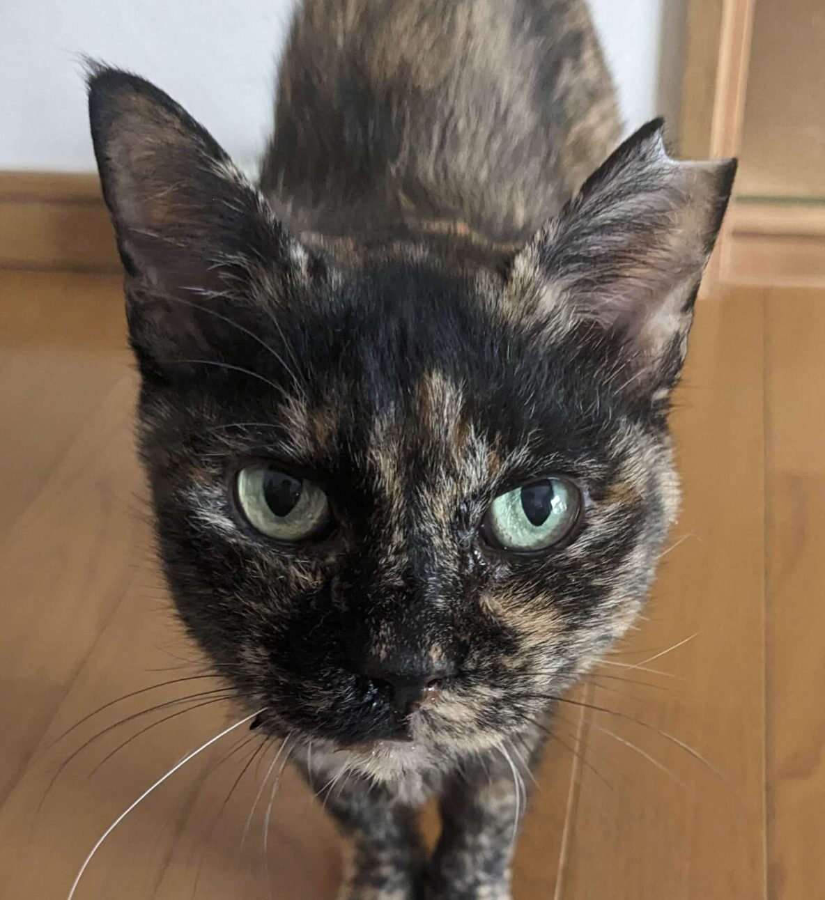 こころみたすペット思い出セレモニーにて葬儀したペットちゃん | きなこちゃん