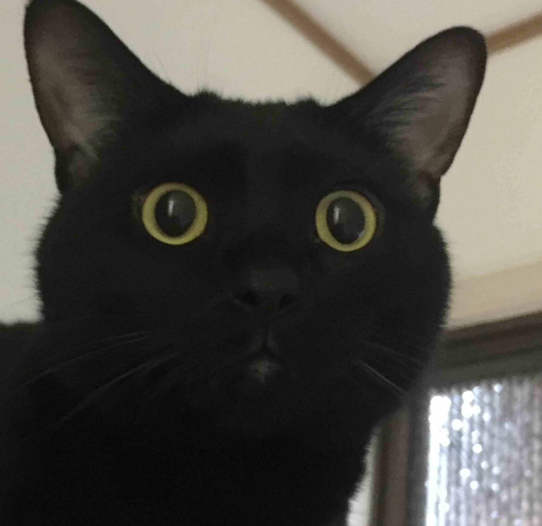 こころみたすペット思い出セレモニーにて葬儀したペットちゃん | じじくん