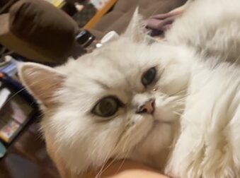 こころみたすペット思い出セレモニーにて葬儀したペットちゃん | オクラくん