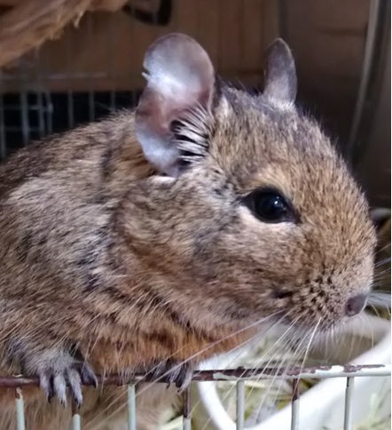 こころみたすペット思い出セレモニーにて葬儀したペットちゃん | ククくん