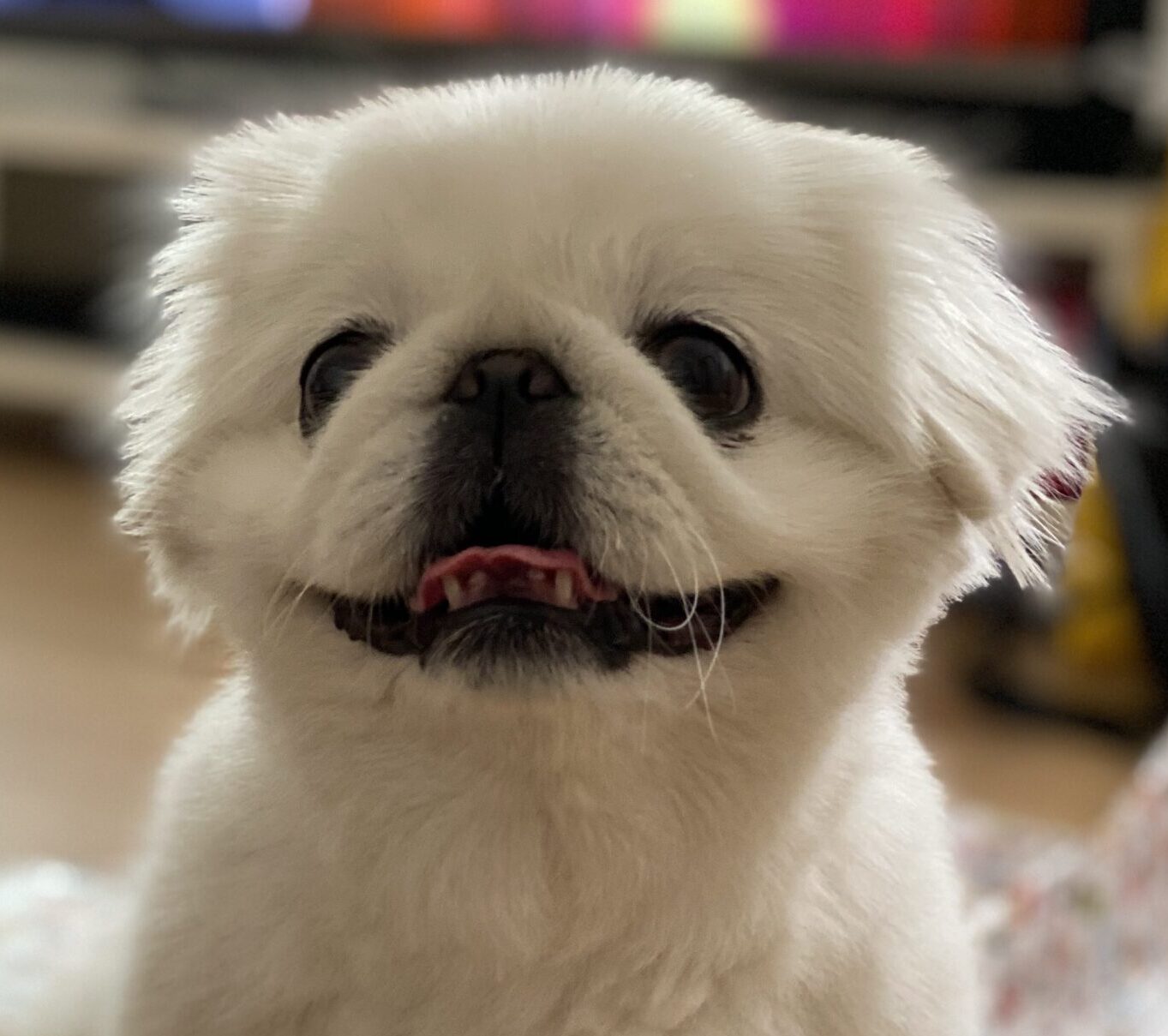 こころみたすペット思い出セレモニーにて葬儀したペットちゃん | みにぃちゃん