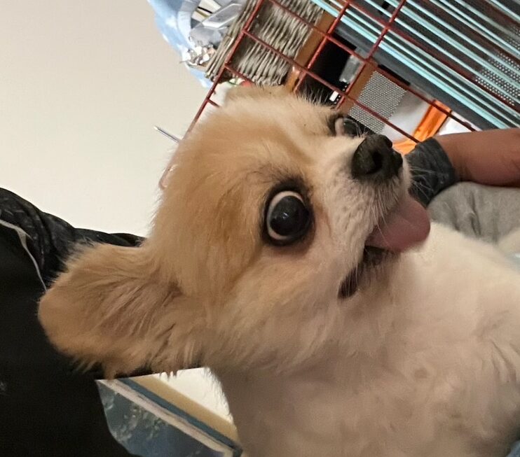 こころみたすペット思い出セレモニーにて葬儀したペットちゃん | タロくん