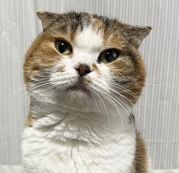 こころみたすペット思い出セレモニーにて葬儀したペットちゃん | 天ちゃん