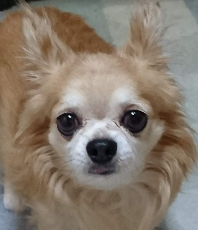 こころみたすペット思い出セレモニーにて葬儀したペットちゃん | リボンくん