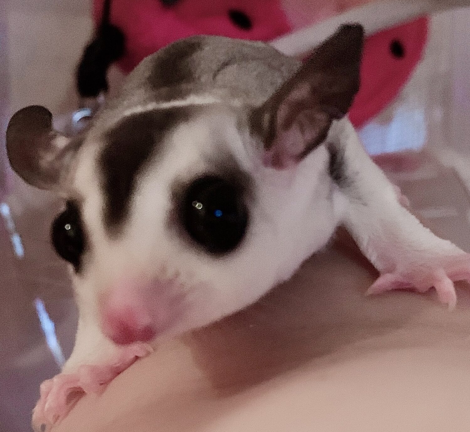 こころみたすペット思い出セレモニーにて葬儀したペットちゃん | おぼろちゃん