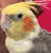 こころみたすペット思い出セレモニーにて葬儀したペットちゃん | ピーコくん