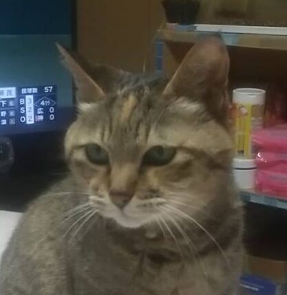 こころみたすペット思い出セレモニーにて葬儀したペットちゃん | いちごちゃん