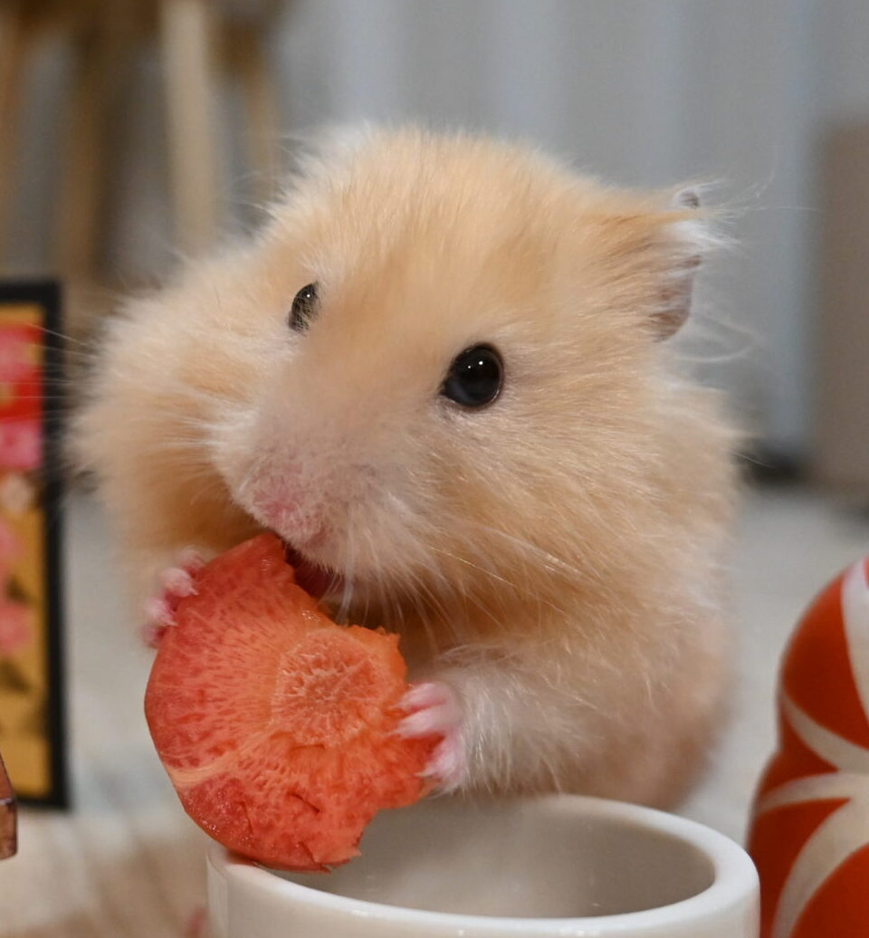 こころみたすペット思い出セレモニーにて葬儀したペットちゃん | ルーチェくん