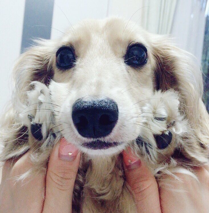 こころみたすペット思い出セレモニーにて葬儀したペットちゃん | ラヴちゃん
