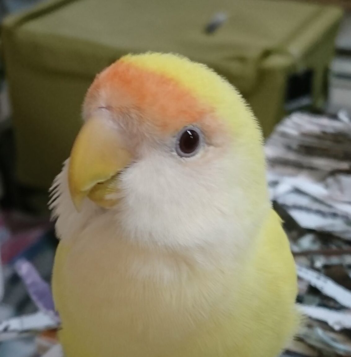 こころみたすペット思い出セレモニーにて葬儀したペットちゃん | シャニくん