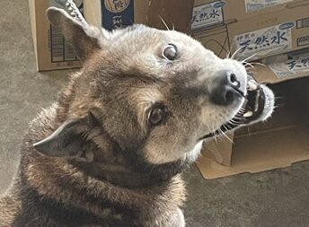 こころみたすペット思い出セレモニーにて葬儀したペットちゃん | ハクくん
