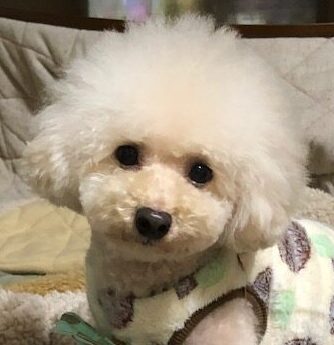 こころみたすペット思い出セレモニーにて葬儀したペットちゃん | あむくん