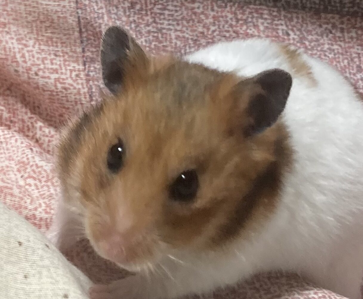 こころみたすペット思い出セレモニーにて葬儀したペットちゃん | ぽぽちゃん