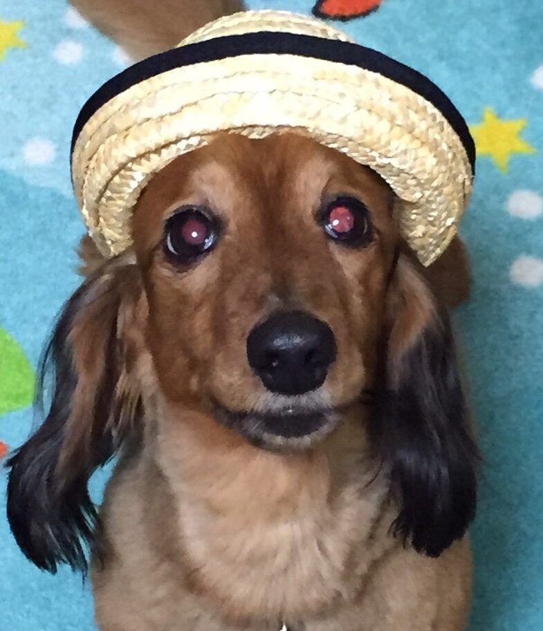 こころみたすペット思い出セレモニーにて葬儀したペットちゃん | ロッキーくん
