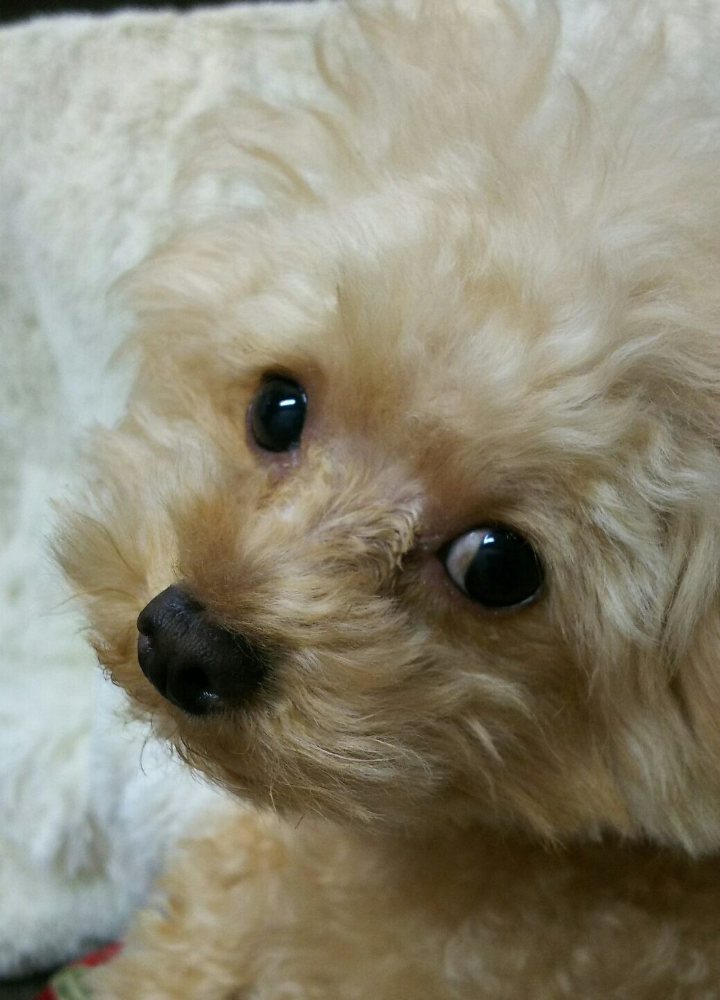こころみたすペット思い出セレモニーにて葬儀したペットちゃん | ミルちゃん