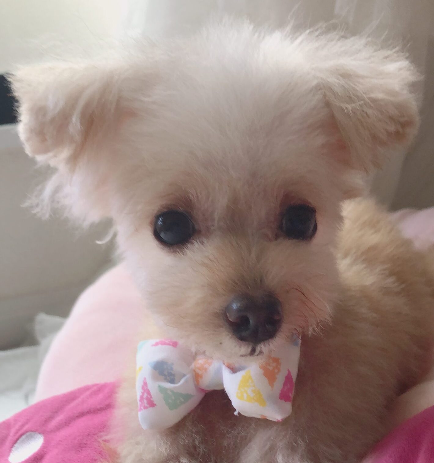 こころみたすペット思い出セレモニーにて葬儀したペットちゃん | リボンちゃん