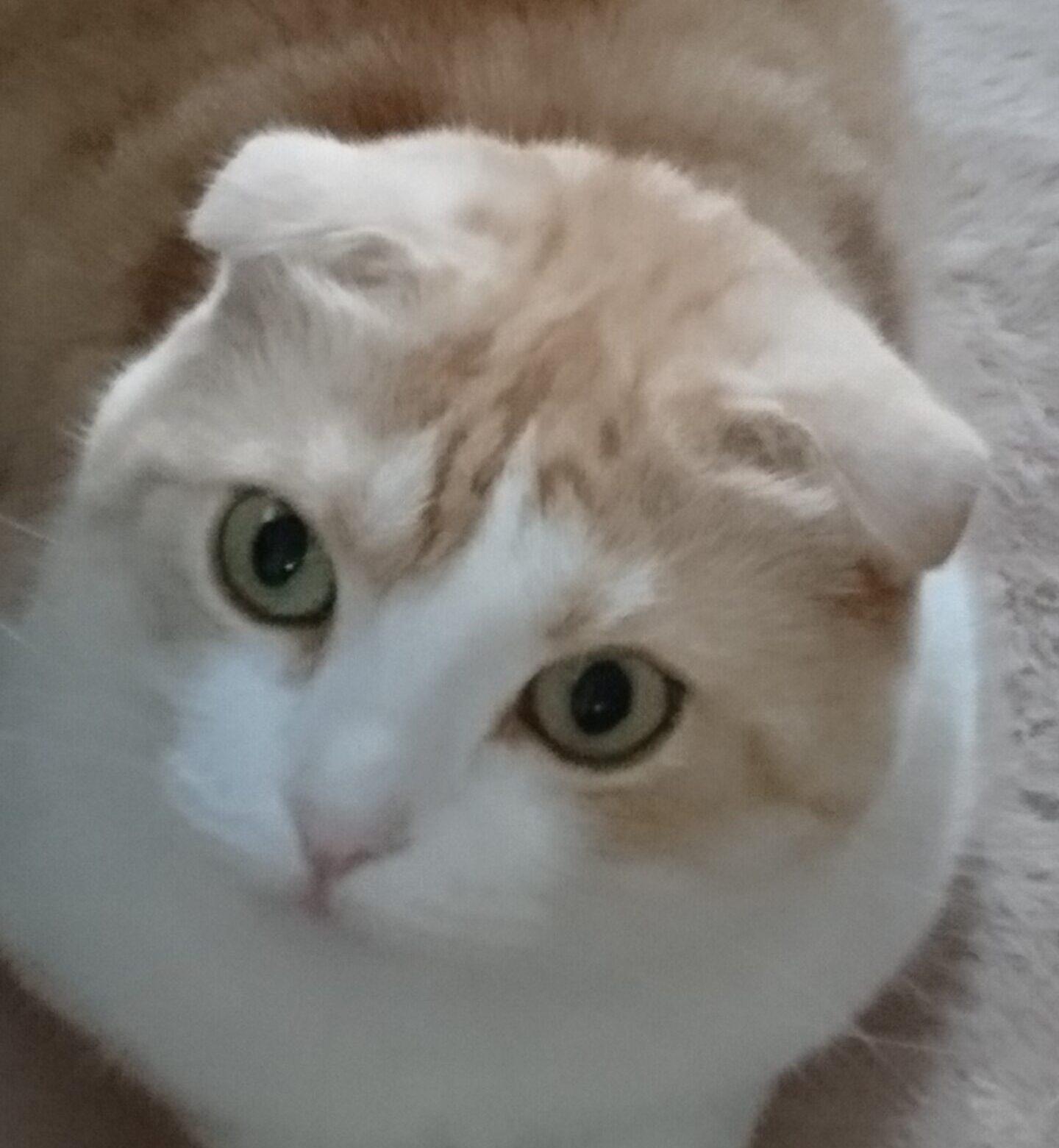 こころみたすペット思い出セレモニーにて葬儀したペットちゃん | モモちゃん