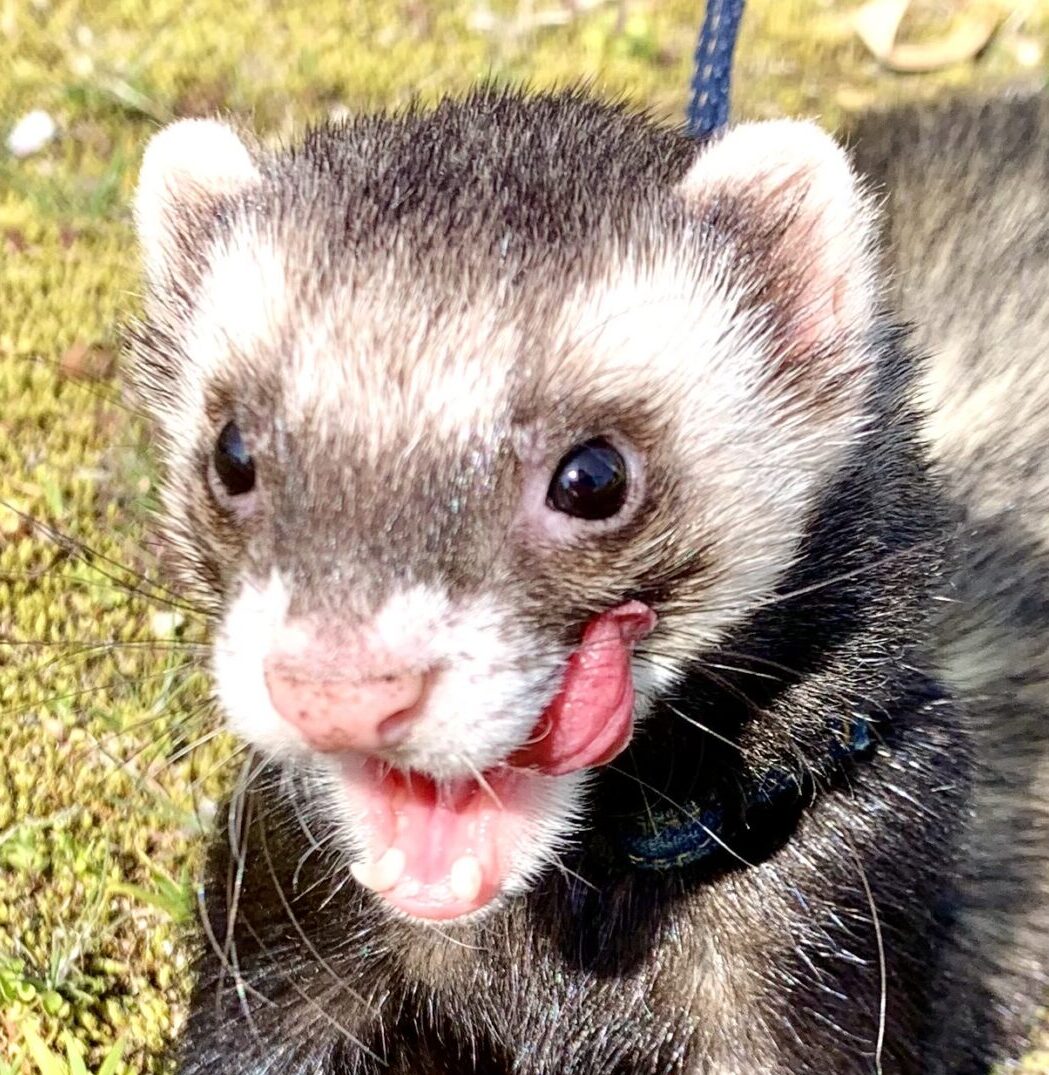 こころみたすペット思い出セレモニーにて葬儀したペットちゃん | おもちくん