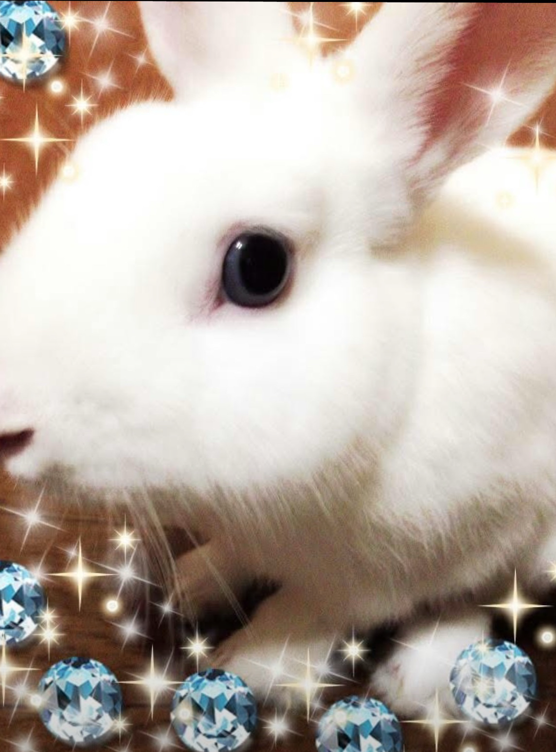 こころみたすペット思い出セレモニーにて葬儀したペットちゃん | ぱるくん