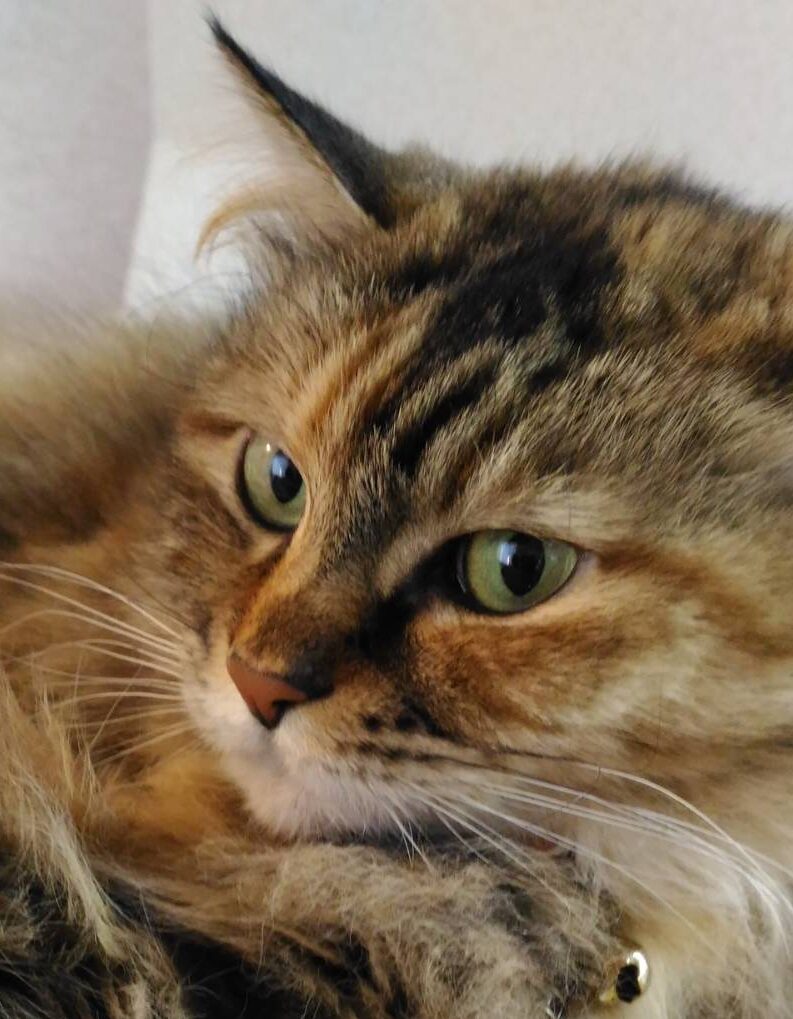 こころみたすペット思い出セレモニーにて葬儀したペットちゃん | ぽん花ちゃん