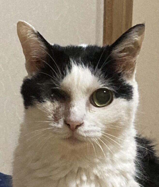 こころみたすペット思い出セレモニーにて葬儀したペットちゃん | ニックちゃん
