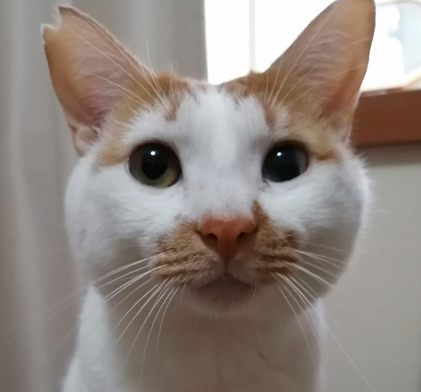 こころみたすペット思い出セレモニーにて葬儀したペットちゃん | たまくん