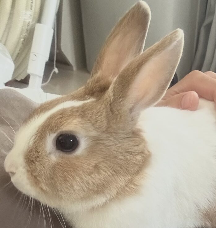 こころみたすペット思い出セレモニーにて葬儀したペットちゃん | こいもちゃん