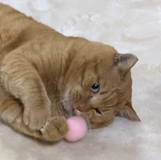 こころみたすペット思い出セレモニーにて葬儀したペットちゃん | にゃみくん