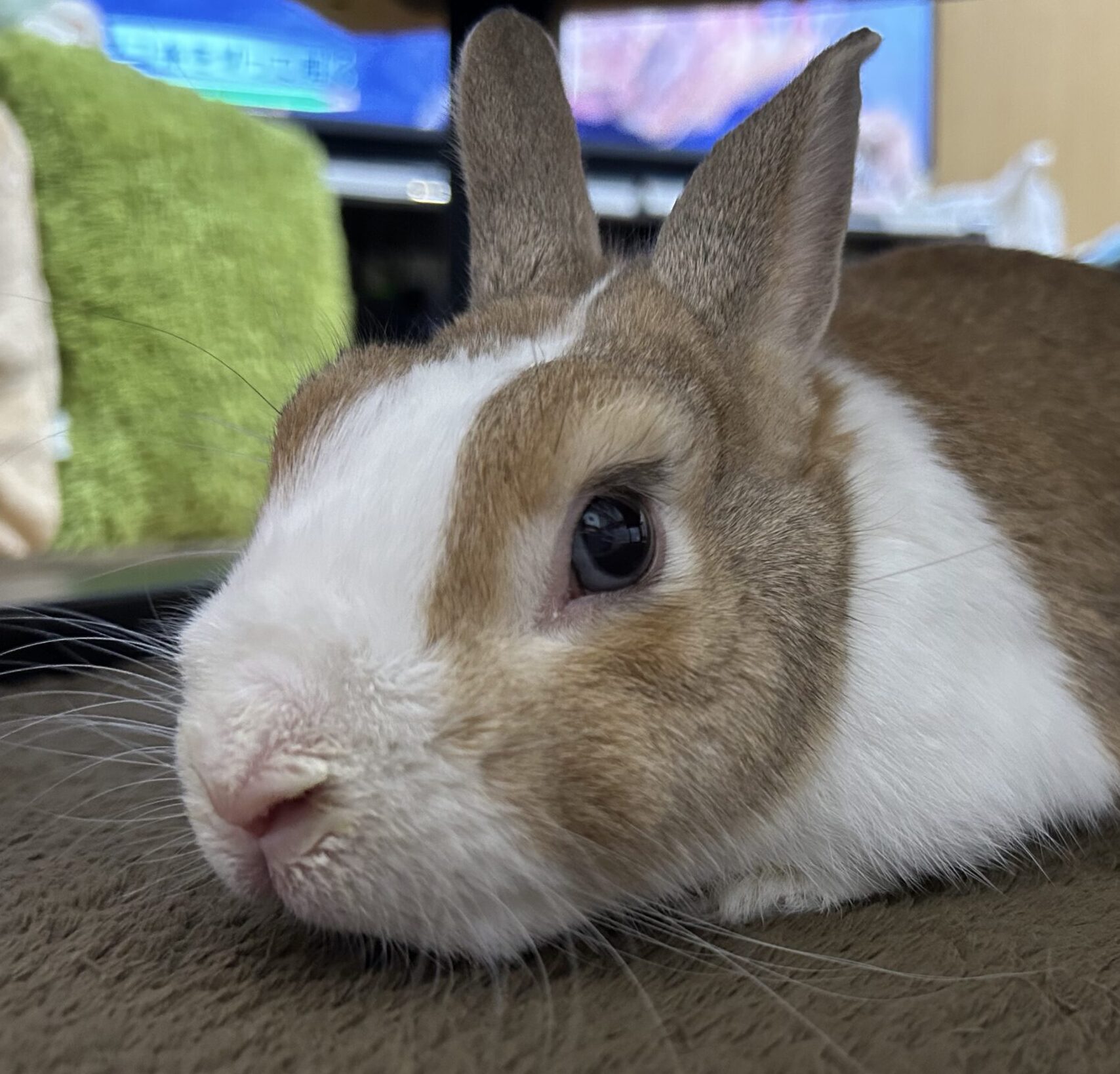 こころみたすペット思い出セレモニーにて葬儀したペットちゃん | 柊くん