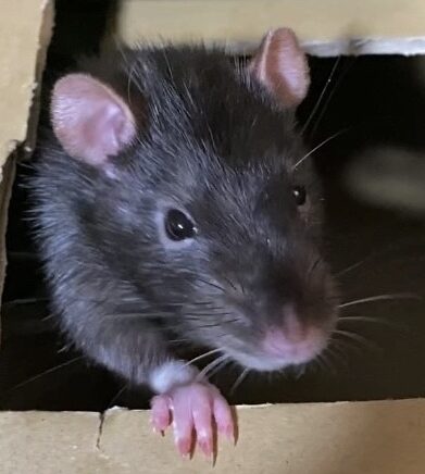 こころみたすペット思い出セレモニーにて葬儀したペットちゃん | クランペットくん