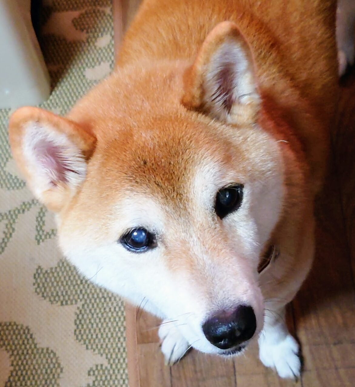 こころみたすペット思い出セレモニーにて葬儀したペットちゃん | アレックスくん