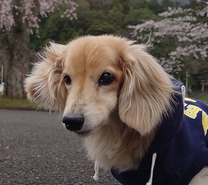 こころみたすペット思い出セレモニーにて葬儀したペットちゃん | こたろうくん