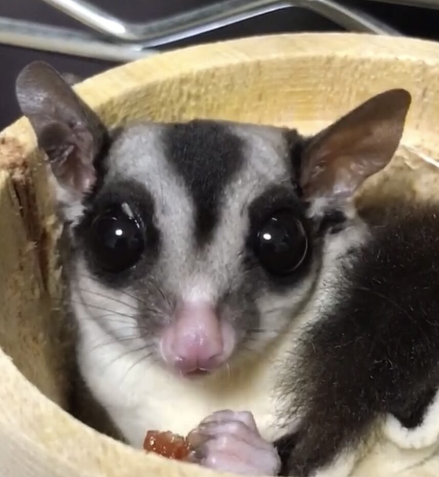 こころみたすペット思い出セレモニーにて葬儀したペットちゃん | モフちゃん