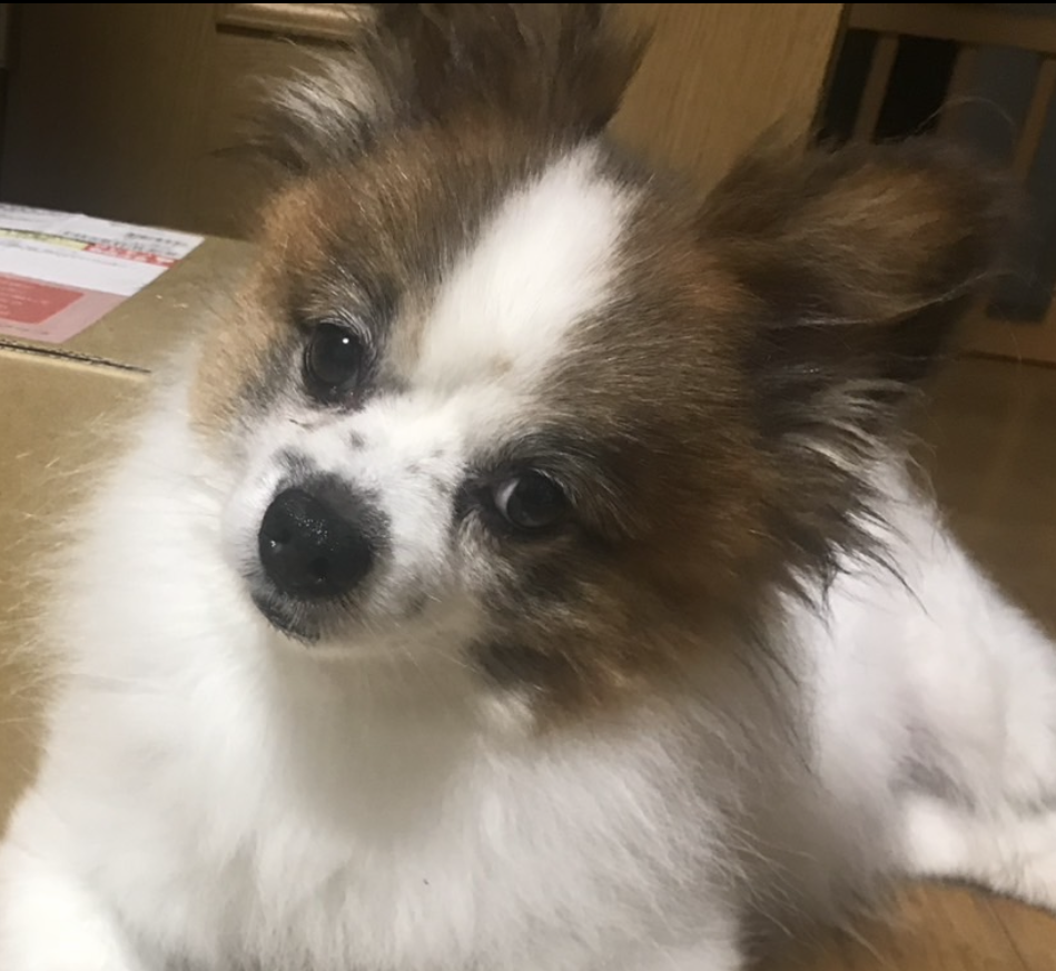 こころみたすペット思い出セレモニーにて葬儀したペットちゃん | ちゃたくん