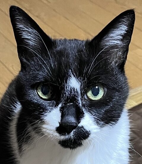 にゃーくん | こころみたす ペット思い出セレモニー