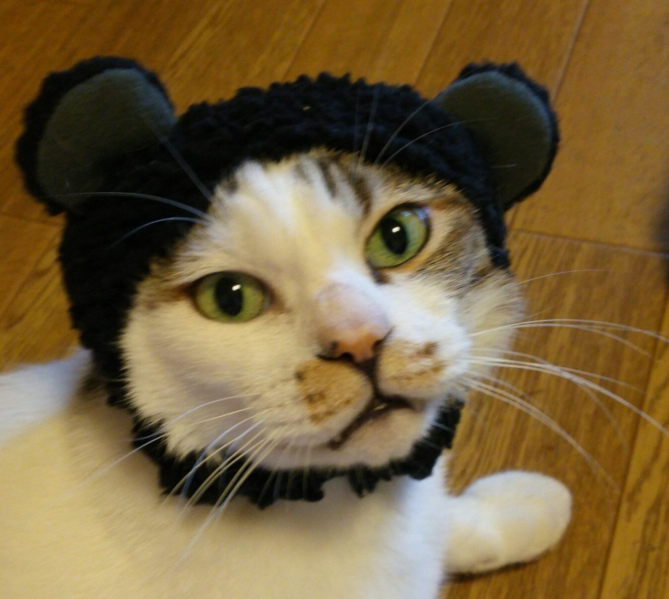 こころみたすペット思い出セレモニーにて葬儀したペットちゃん | てんくん