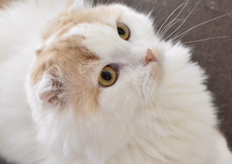 こころみたすペット思い出セレモニーにて葬儀したペットちゃん | おもちくん