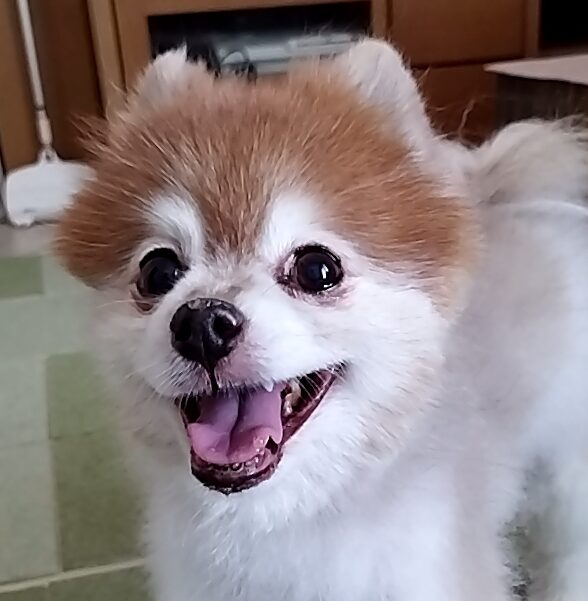 こころみたすペット思い出セレモニーにて葬儀したペットちゃん | サムくん