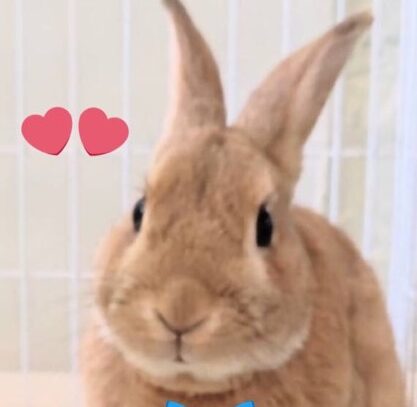 チビくん | こころみたす ペット思い出セレモニー
