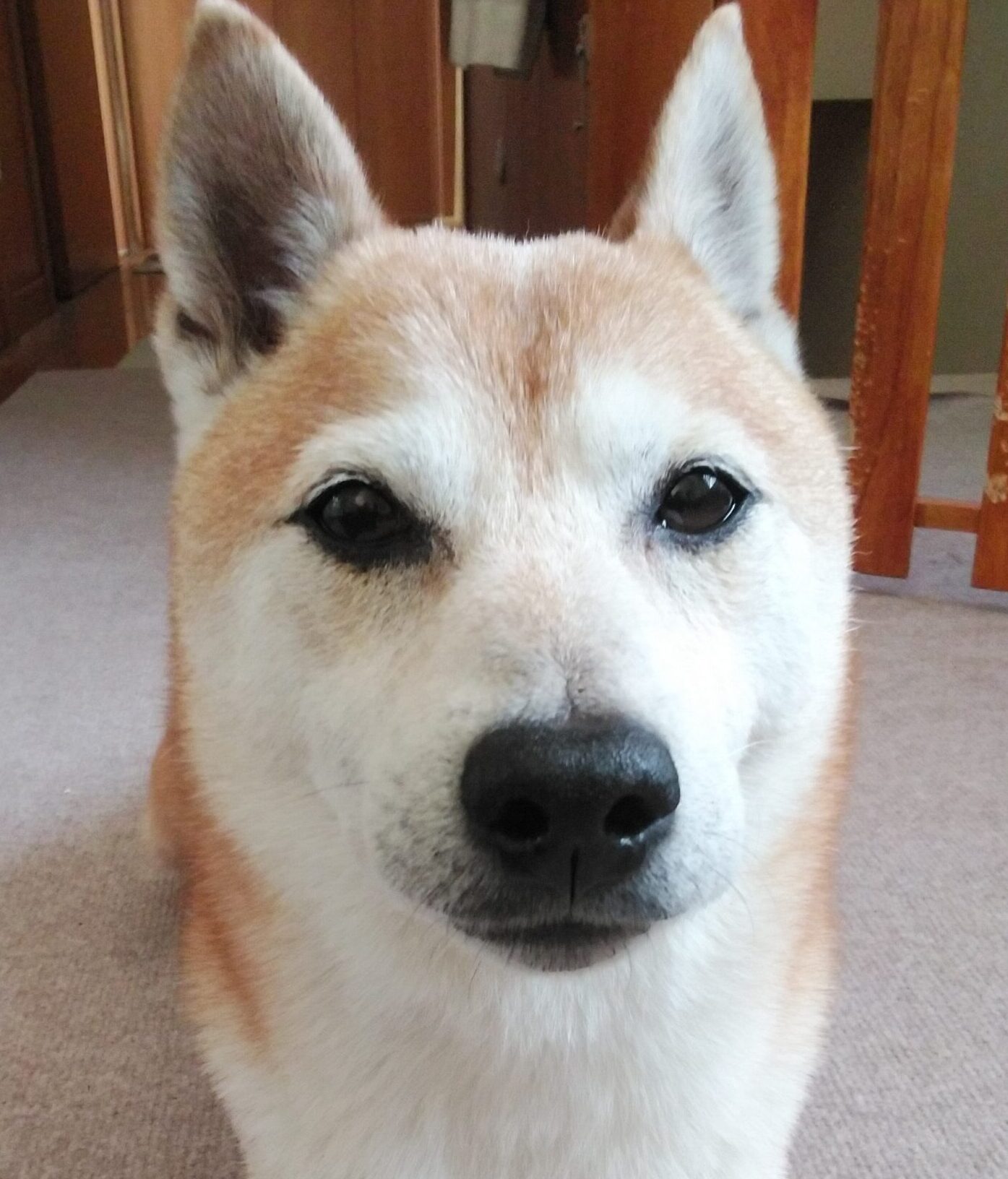 こころみたすペット思い出セレモニーにて葬儀したペットちゃん | さすけくん