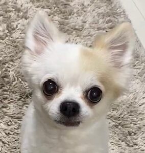 こころみたすペット思い出セレモニーにて葬儀したペットちゃん | アトムくん