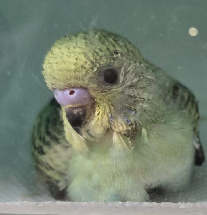 イチゴちゃん | こころみたす ペット思い出セレモニー